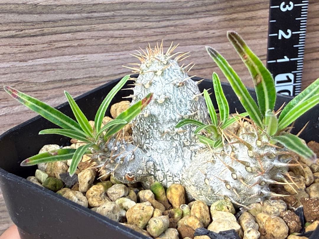 【実生2年目/3頭株】パキポディウム グラキリス 7