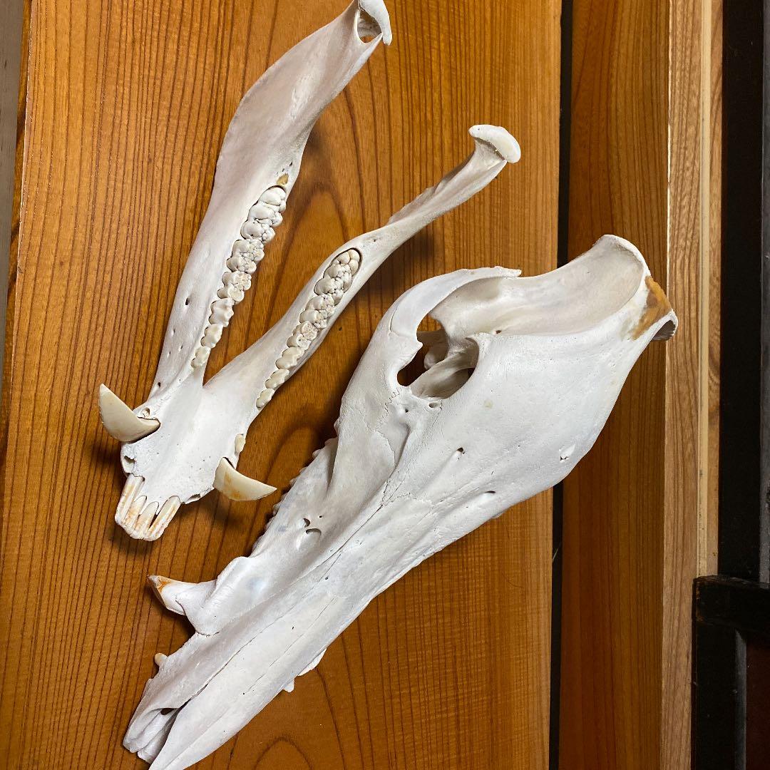 イノシシの頭蓋骨
