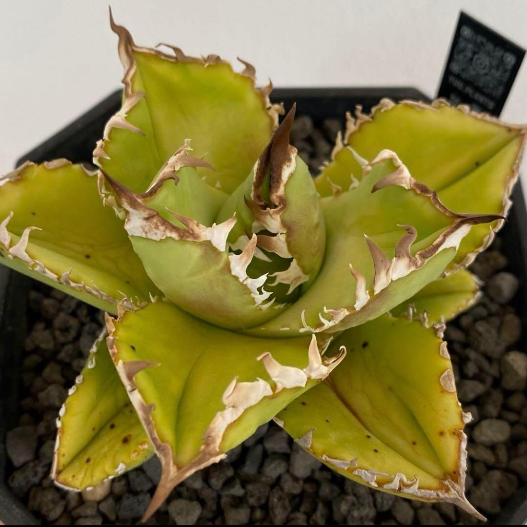 アガベ　チタノタ　シエラミクスティカ　子株　発根済み