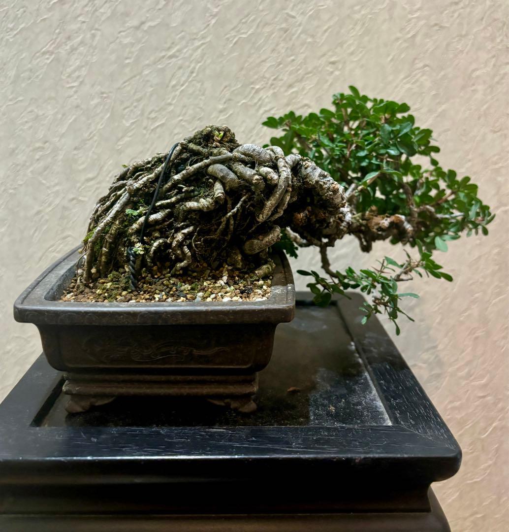 逸品！上下10㎝　根上がり　群雀　ムレスズメ　小品盆栽　真柏　黒松　五葉松　塊根