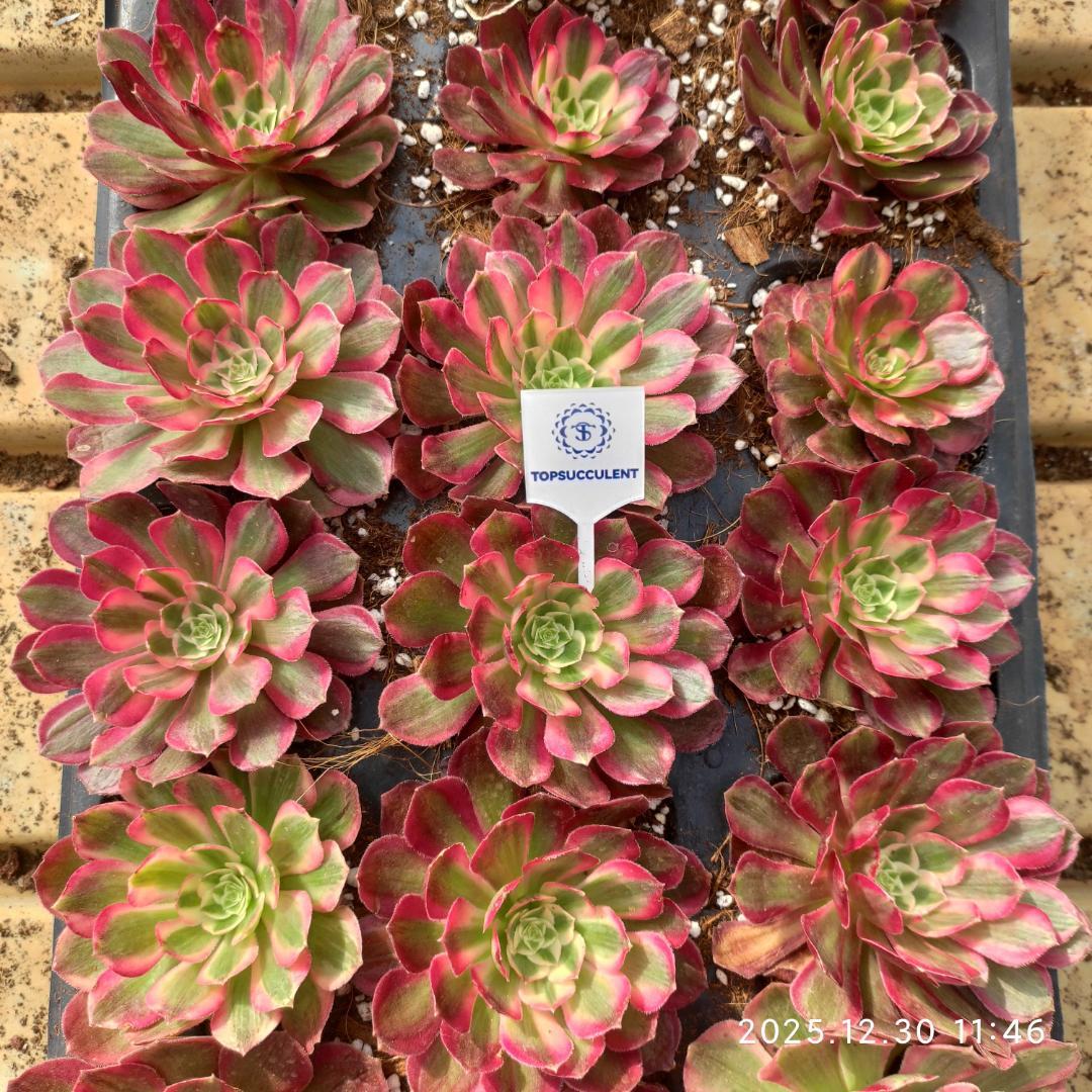 Top【選抜株】多肉植物　23222アイススピリット 105個 プラグトレー苗